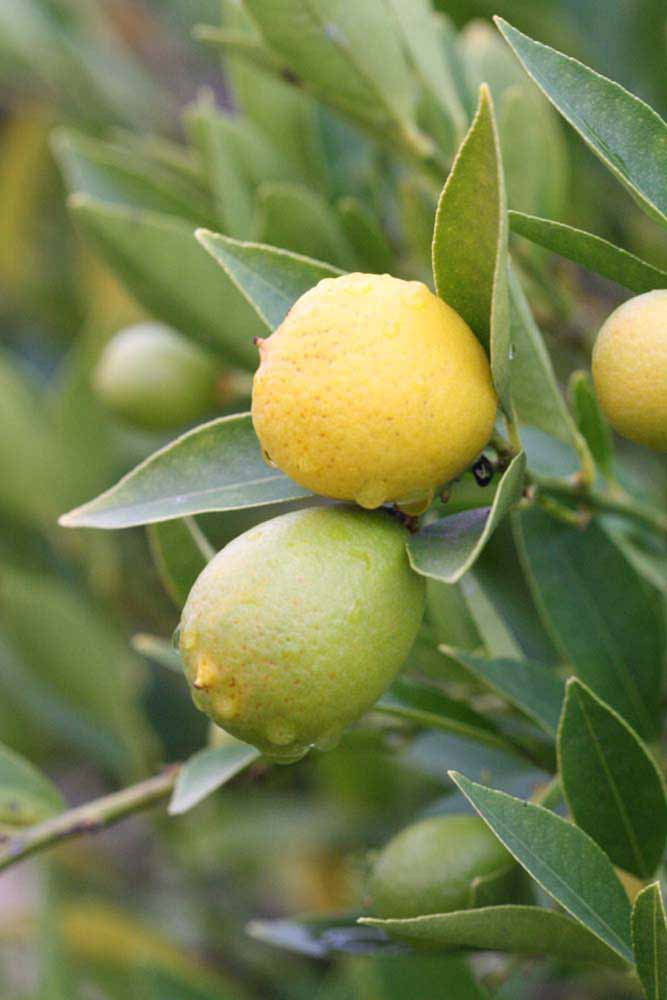             Fruit (Riverside, CA)   